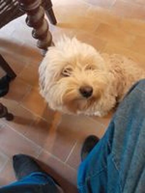   garde de chiens et chats 
