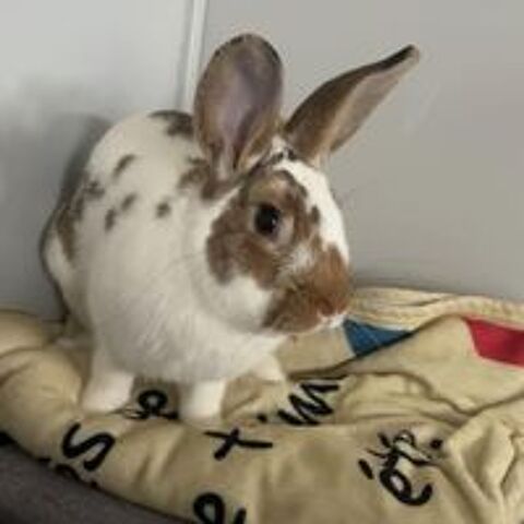   Linus 