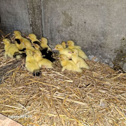 Canneton barbarie (canard dinde ) 5 37340 Cl�r�-les-pins