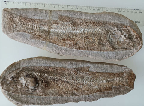 Poisson Fossile 180 Le Gosier (97)