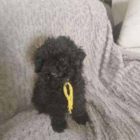    2 Superbes chiots caniche toy et petit nain noir lof  