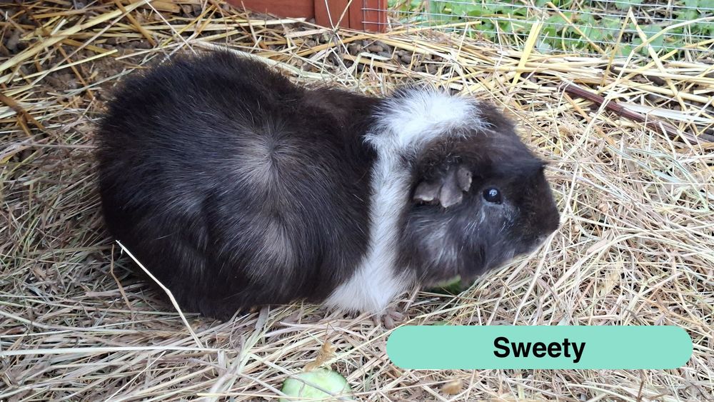   Sweety, cochon d'inde à adopter 
