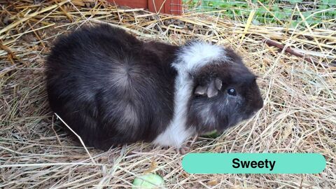 Sweety, cochon d'inde &agrave; adopter 15 44450 Barbechat