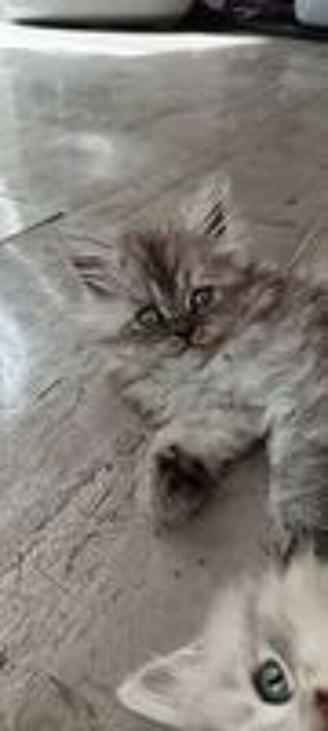   chaton persan chinchilla x maine coon  