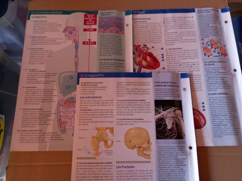 3 fiches sur le corps humain &eacute;ditions Atlas 