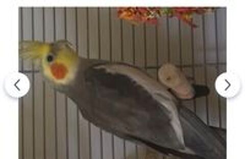   oiseau 