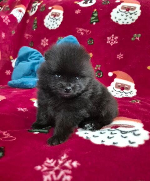 2 magnifiques bébés spitz nain à réserver  1800 45290 Ouzouer-des-champs