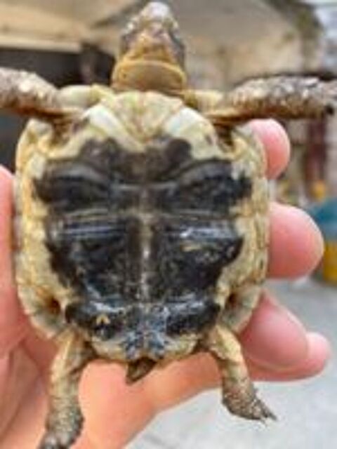   Tortue  