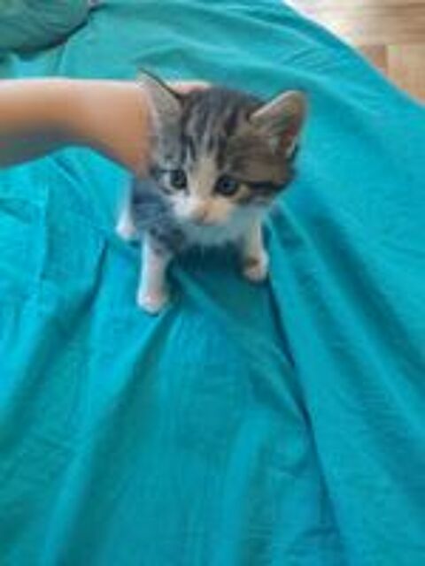   Donne chatons  