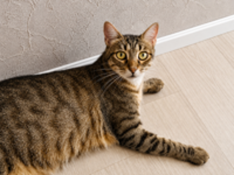   YUKA CHAT TIGRE 1 AN 1/2 