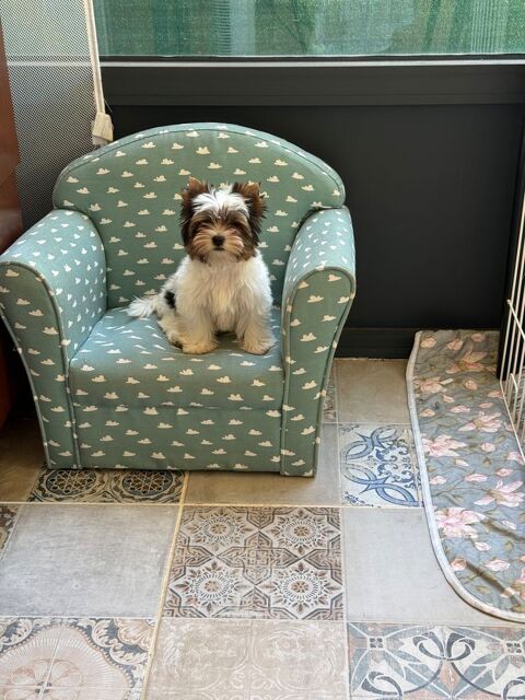Splendide  biewer Yorkshire toy 1100 26000 Valence