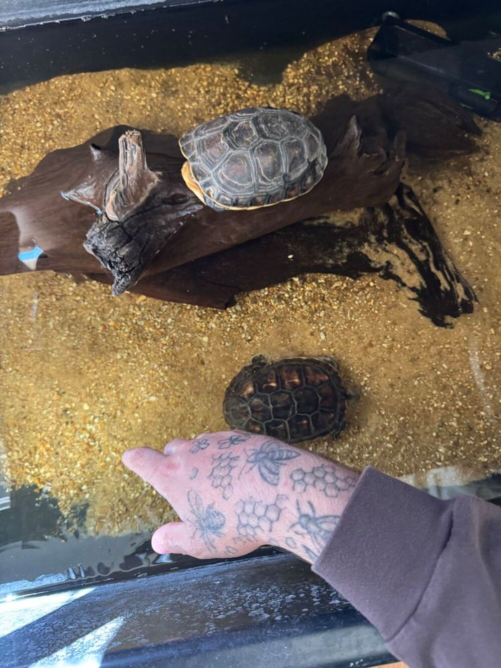   2 tortues Mauremys Sinensis adulte 