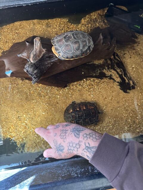 2 tortues Mauremys Sinensis adulte 80 14000 Caen