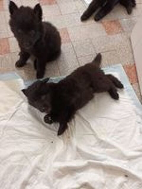   Chiots bergers belges gr?nendael  