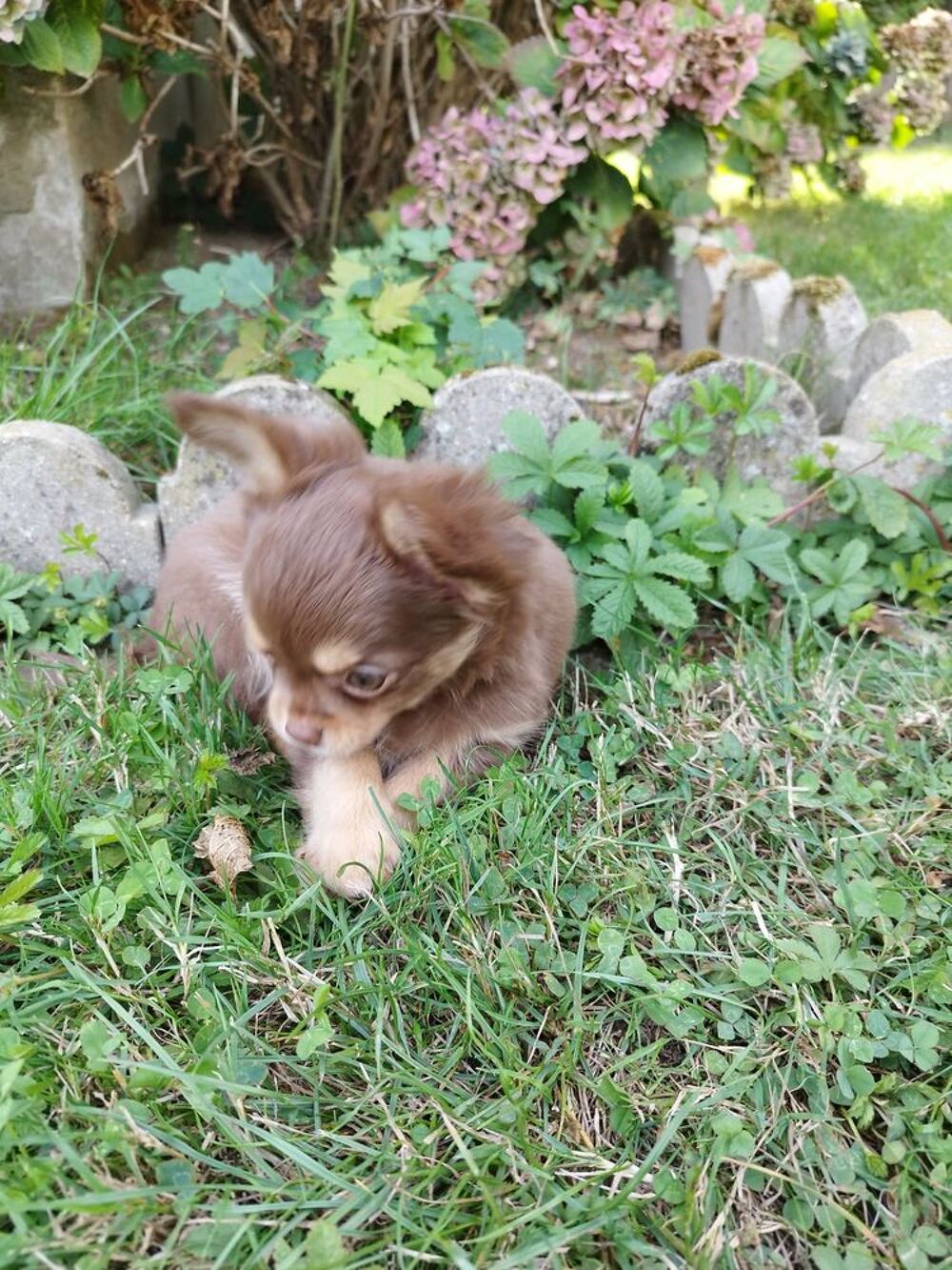   chihuahua Mâle poil long disponible MAINTENANT 