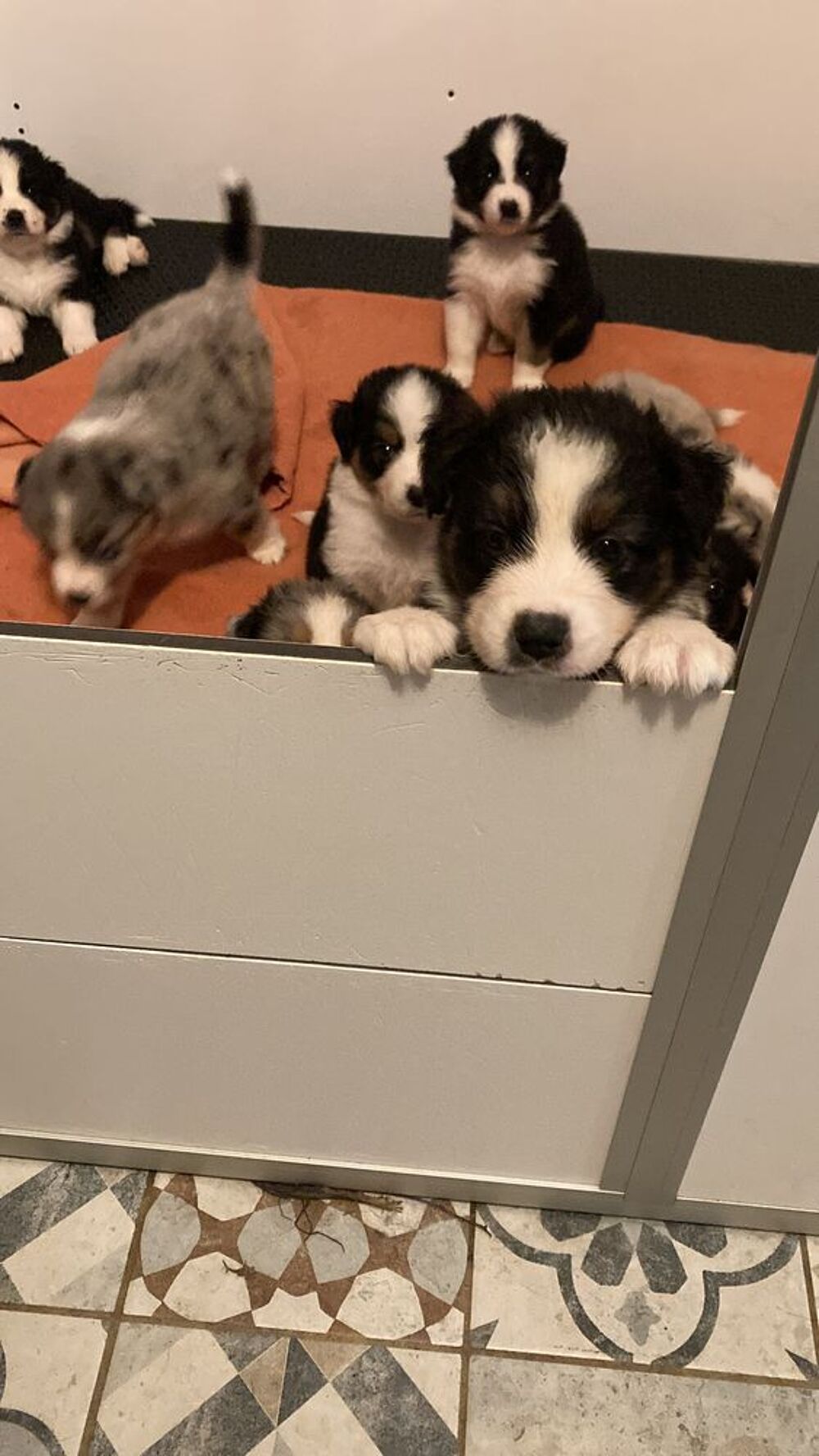  Chiots berger australien LOF á réserver  