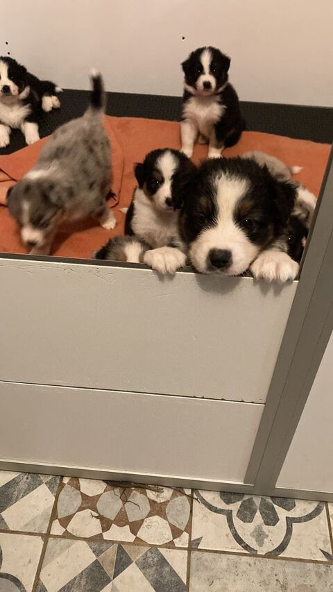 Chiots berger australien LOF &aacute; r&eacute;server  1650 74270 Menthonnex-sous-clermont