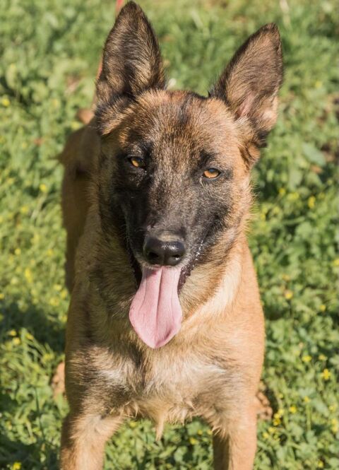 RONALD 320 27620 Gasny