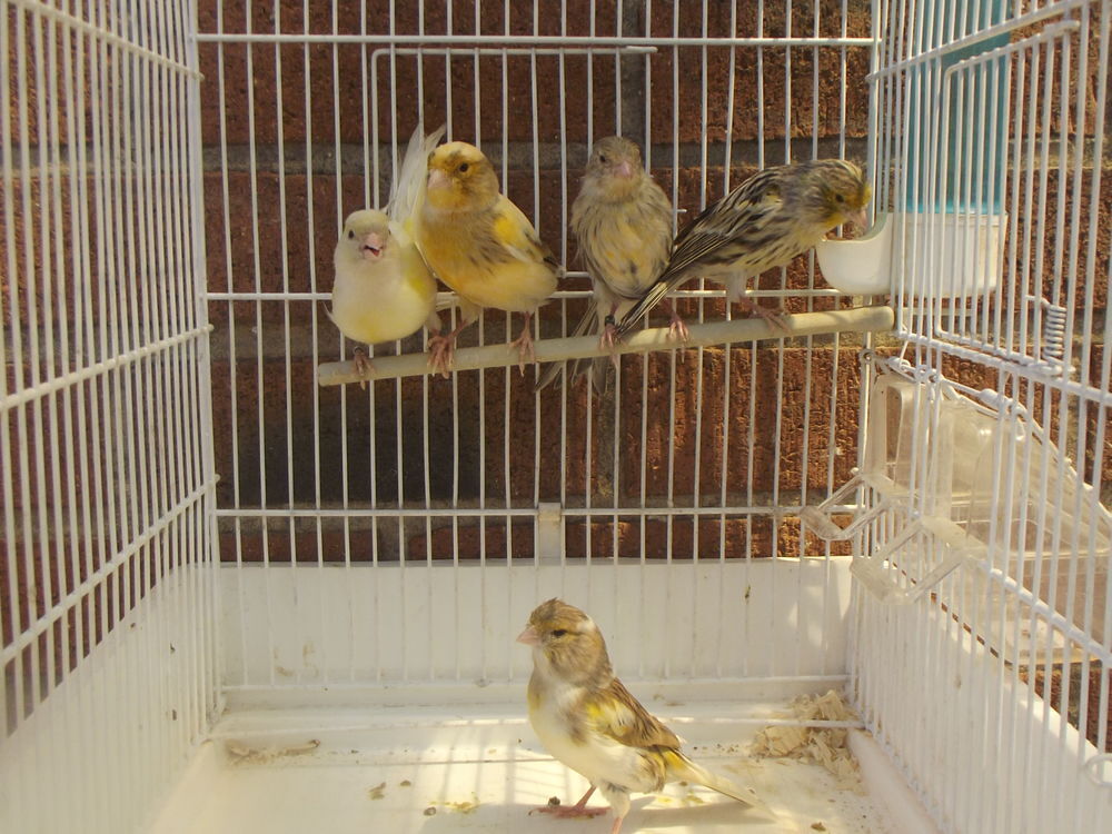   canaris 
