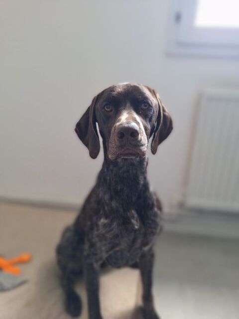 Chien Braque allemand 0 62100 Calais