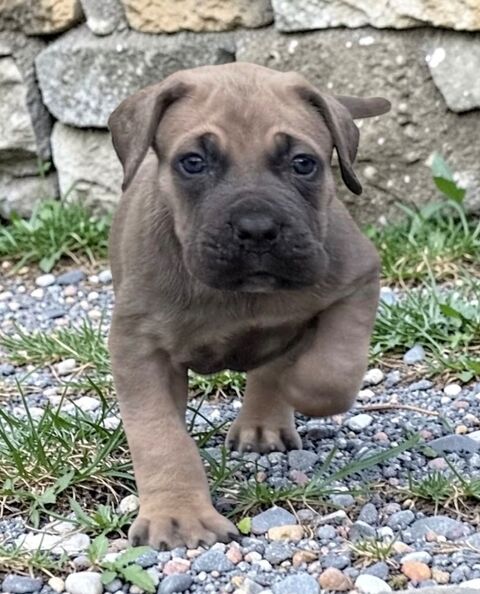 Chiots cane corso LOF 1400 24200 Sarlat-la-can�da