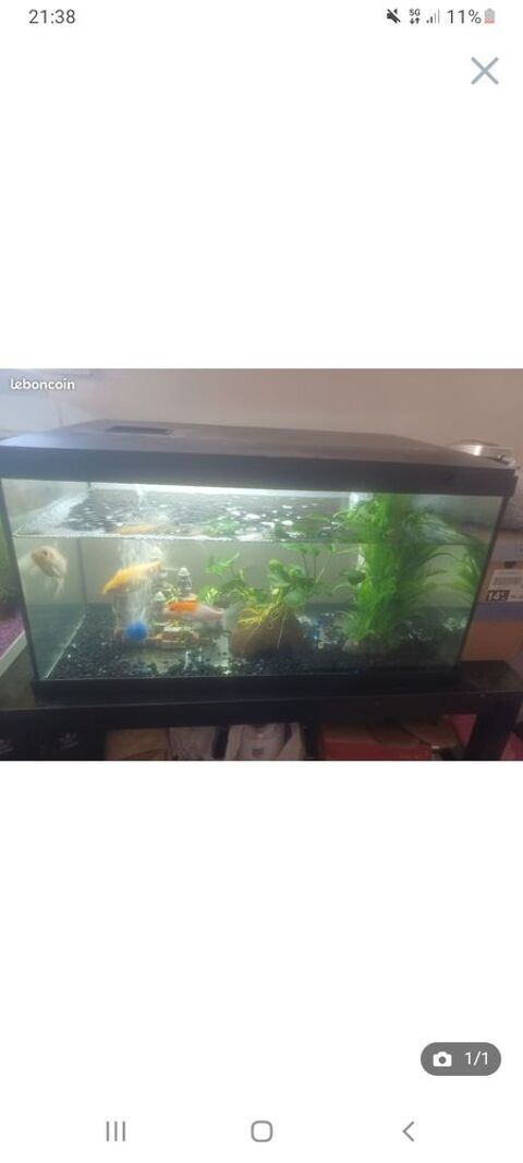 Aquarium 80 31100 Toulouse