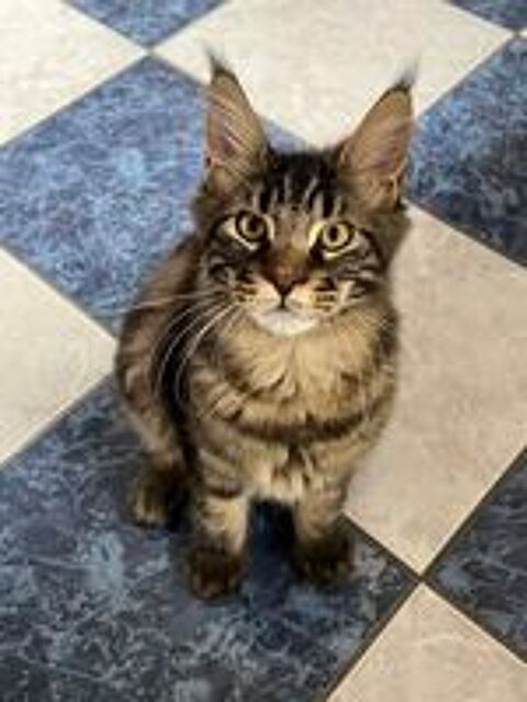   Maine Coon Mâle 