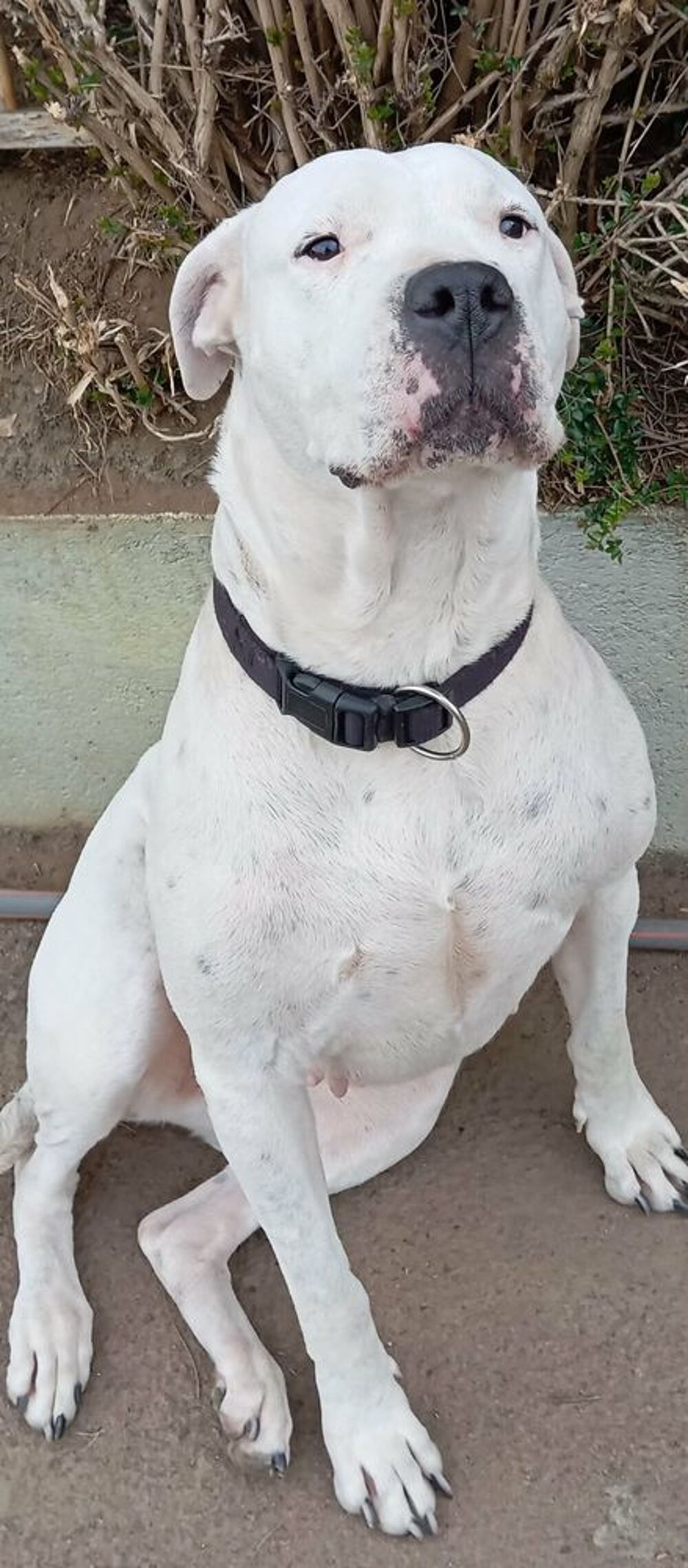   Saillie Dogue Argentin  