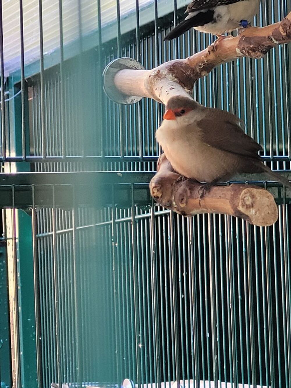   Oiseaux Astrild Saint-Hélène  