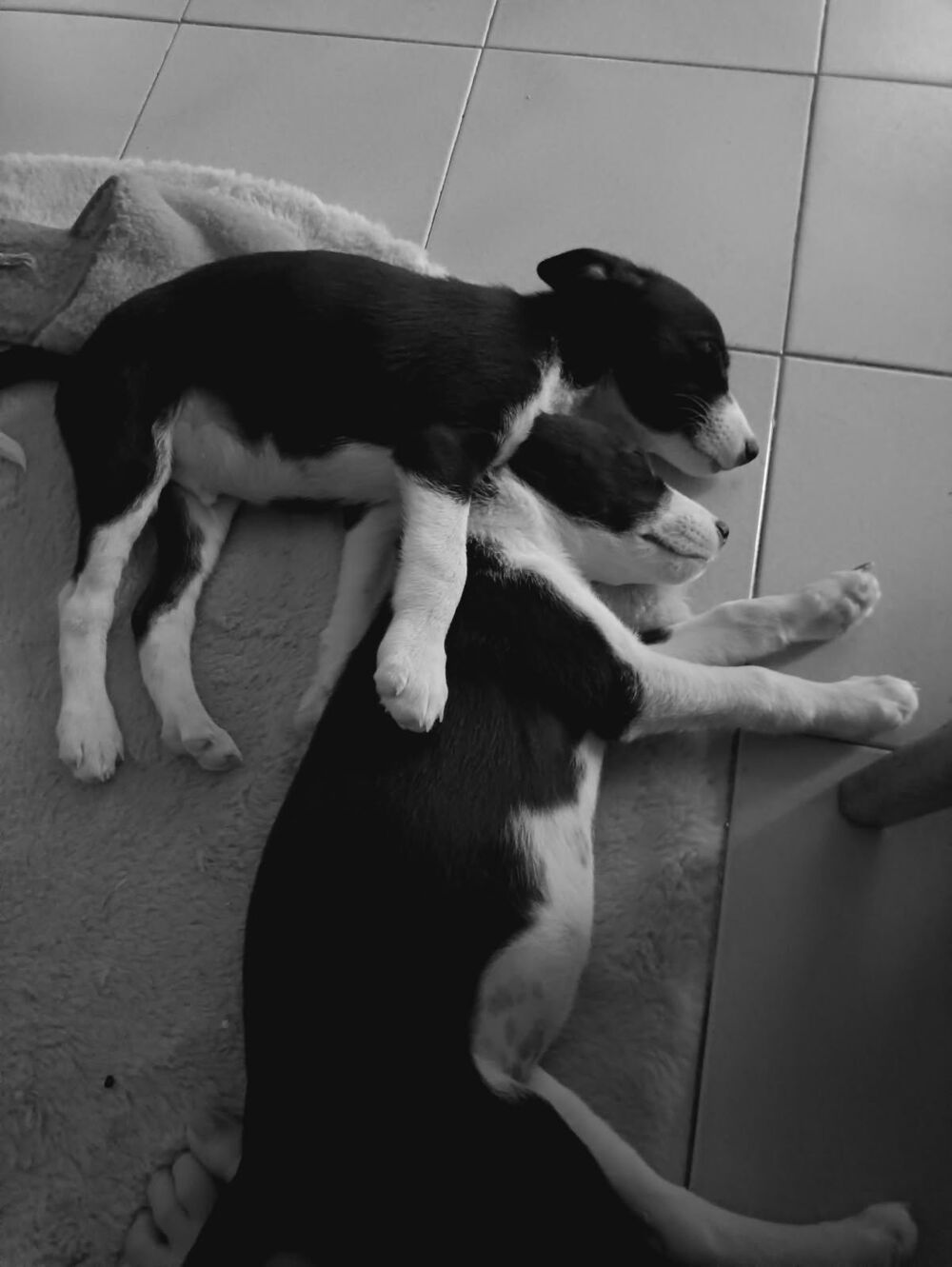   Chiots croiss Jack Russel Person, Berger Australien 