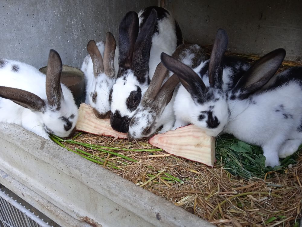   Lapins gant papillon de 2 mois  