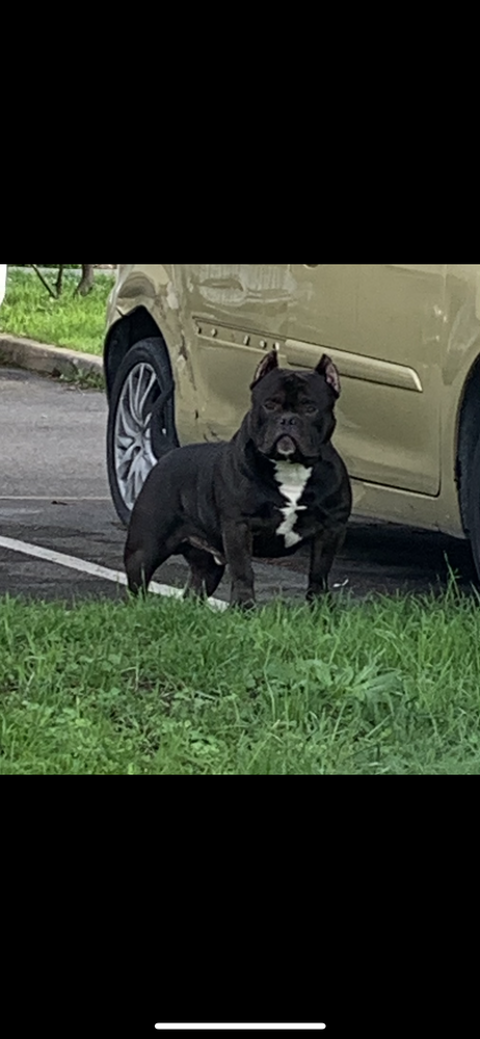 Saillie american bully  0 93600 Aulnay-sous-bois