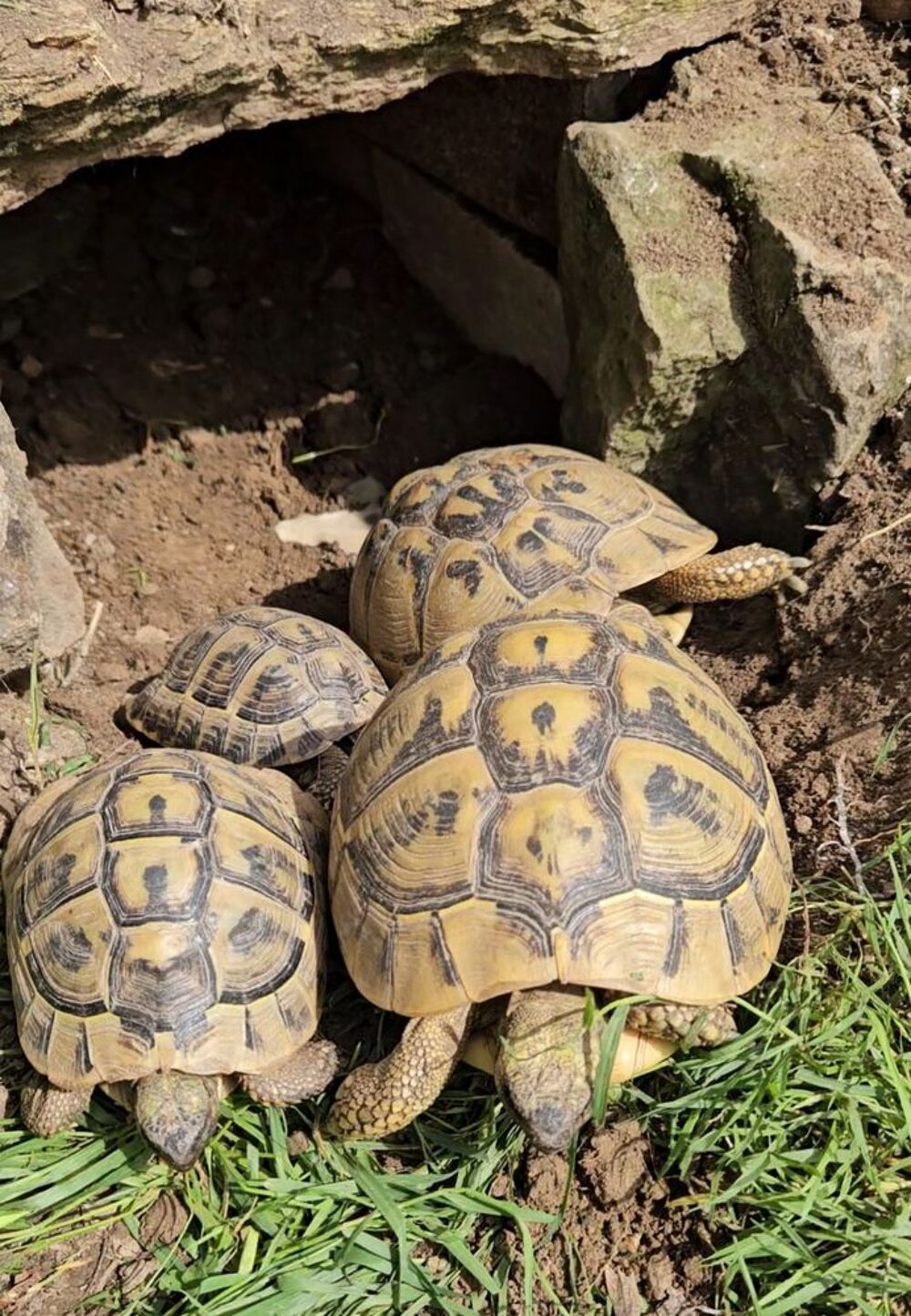   Tortue terrestre 15 ans 