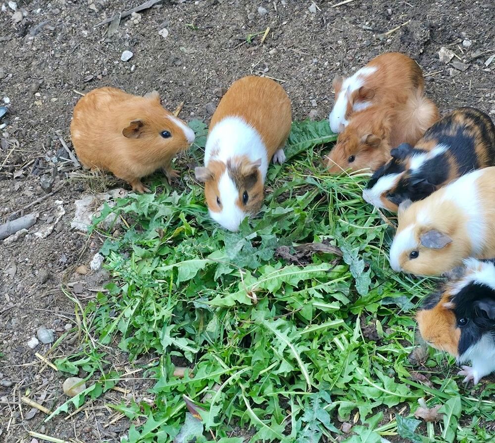   Cochon d'inde, cobaye 