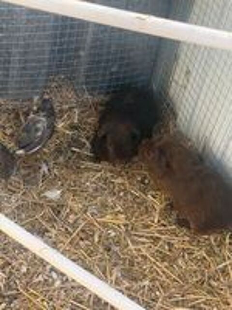   Petit cochon d'Inde 
