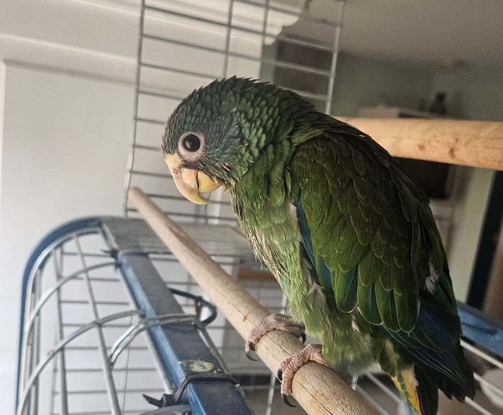   Perroquet Pionus femelle 