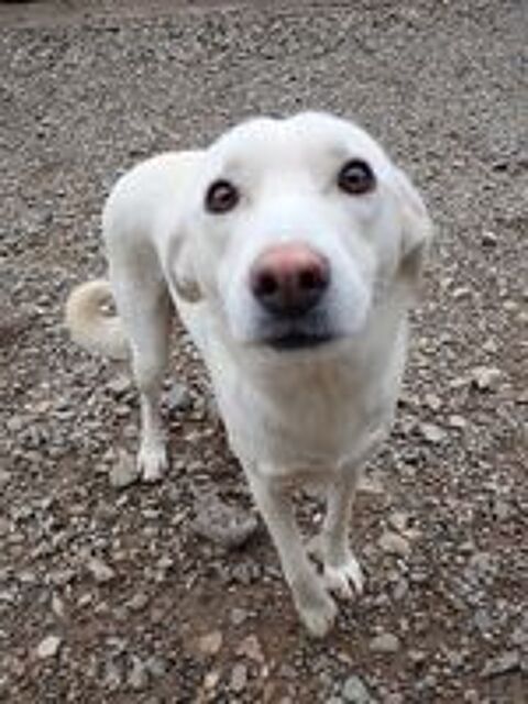   Wikie à l'adoption 