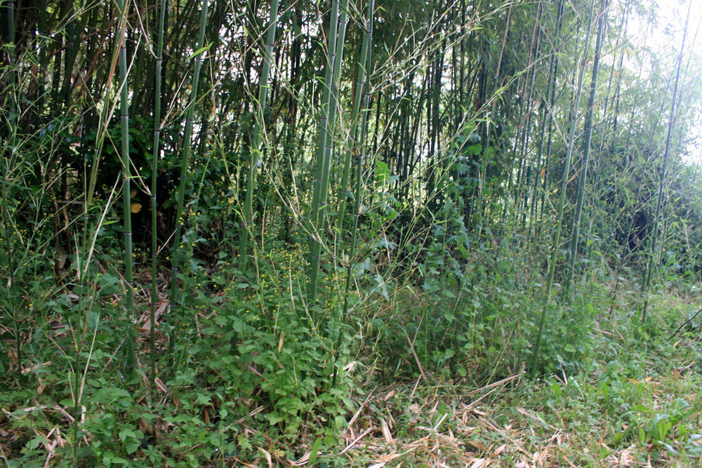 Bambous a couper ou a deraciner Jardin