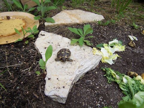 tortue de terre 0 34800 Clermont-l'h�rault