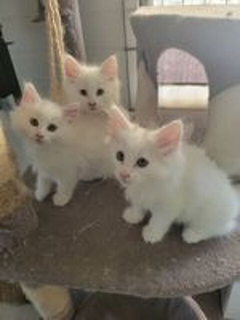   Chaton norvegien loof pure tace 