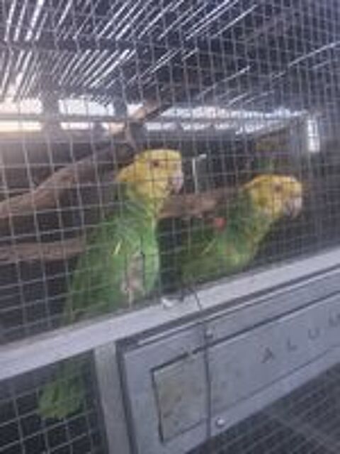   Couple repro amazone  