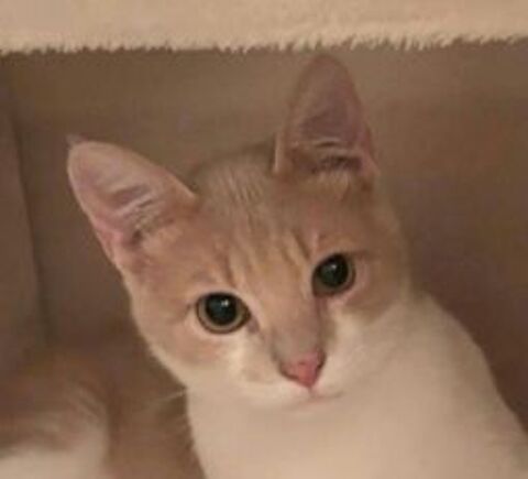 MOCHITI 230 92150 Suresnes