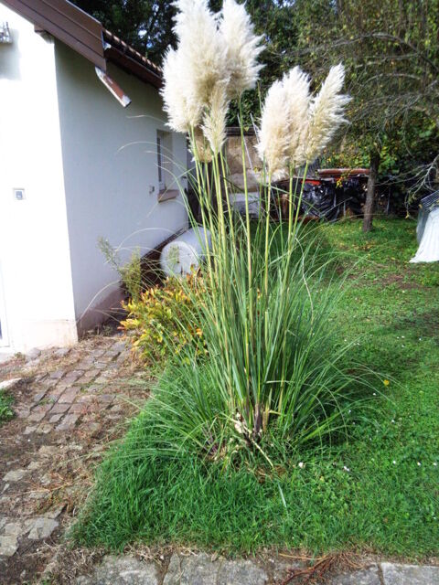 Herbes/graminées / plantes d'ornement Ensisheim (68)