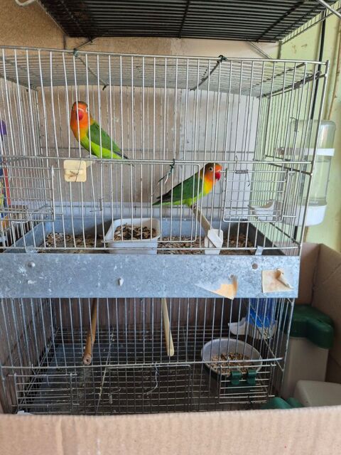 Oiseaux 60 01660 Mzriat