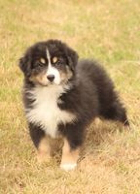   Bergers Australiens chiots femelles LOF disponibles 
