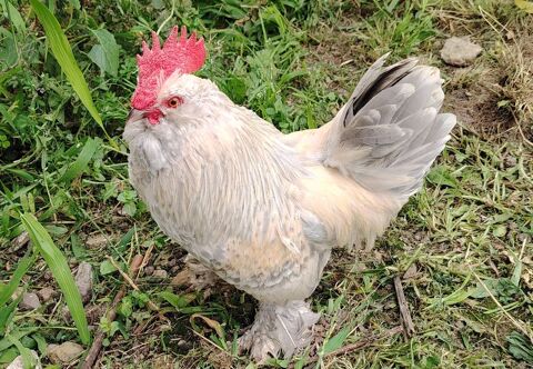 Poules naines Barbues d'Uccle 5 06300 Nice