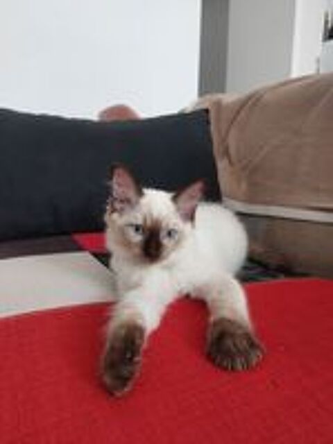   Chatons Ragdoll mâles disponibles à la réservation. 
