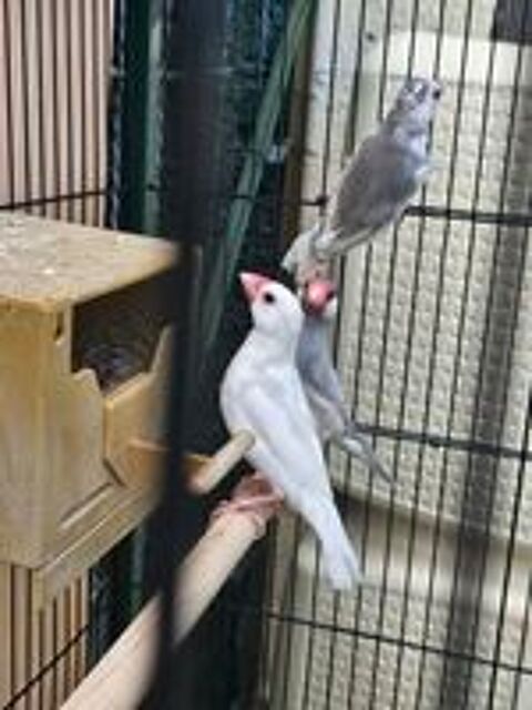   Trio de paddas 