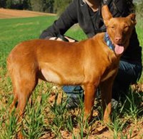   PROMISSE, petite chienne adorable de 3 ans 