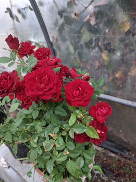 Rosiers 10 Coat-Méal (29)